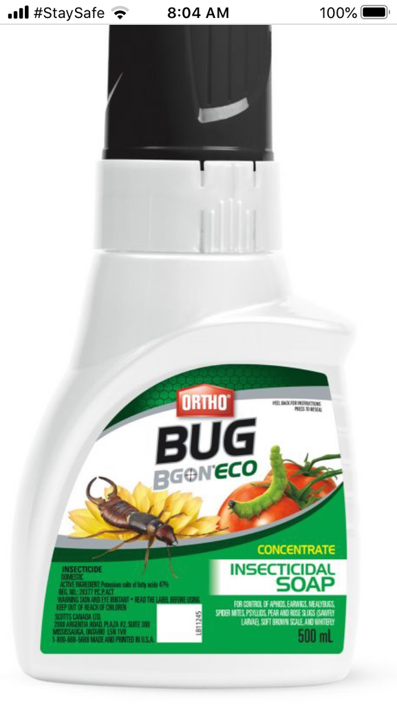 insecticidal soap for rose slugs Bug B Gone Insecticidal Soap [ ] 500ml — Dutch Growers Regina