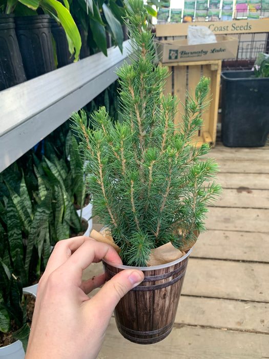 Miniature spruce
