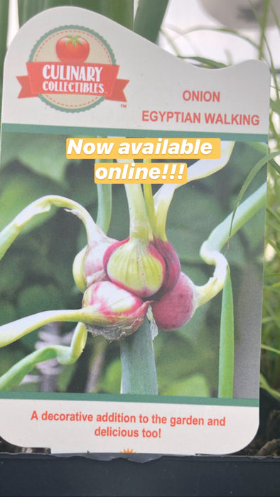 Egyptian Walking Onion