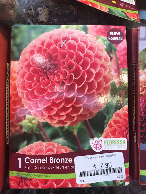 Dahlia - Ball - Cornel Bronze