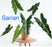 Alocasia / Colocasia Plants