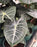 Alocasia / Colocasia Plants