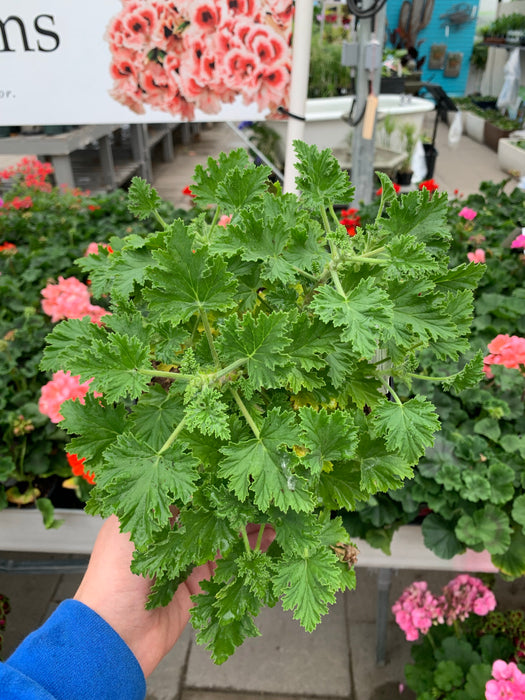 Scented Geranium/Citronella