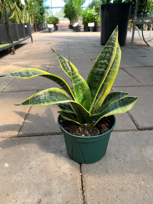 Sanseveria - Snake Plant-Futura superba