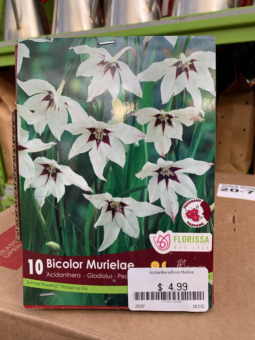 Gladiolus-Bicolor Murielae