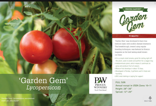 Tomato plant - Garden Gem.