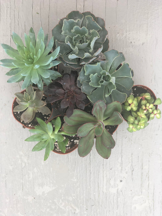 Growers Choice- succulent Collection