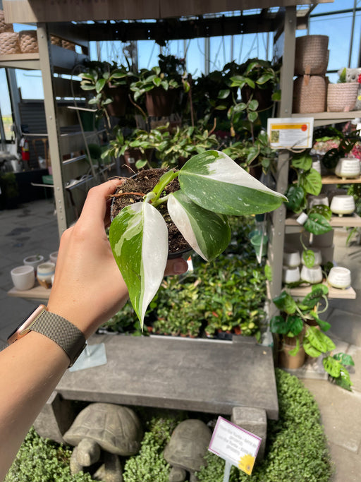 Philodendron White Wizard