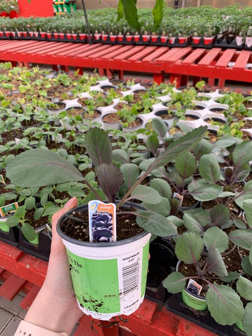 Cabbage plants 4” pots