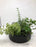 Make & Take Herb planter Class June 29 at 3pm