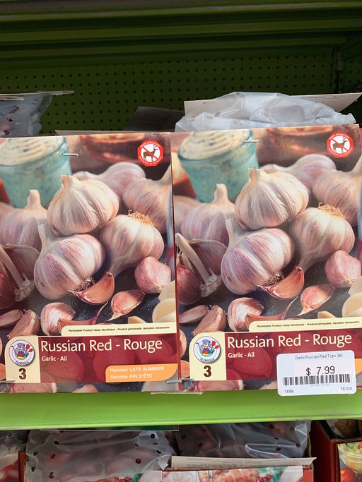 Garlic - Russian Red
