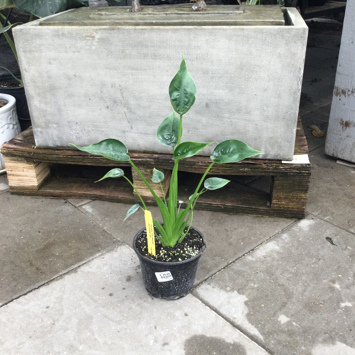 Alocasia Tiny Dancer — Dutch Growers Regina