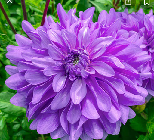 Dahlia Decorative Bluetiful