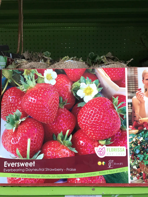 Strawberry - Eversweet Shoots