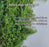 Highland Hemlock Branches- Boughs