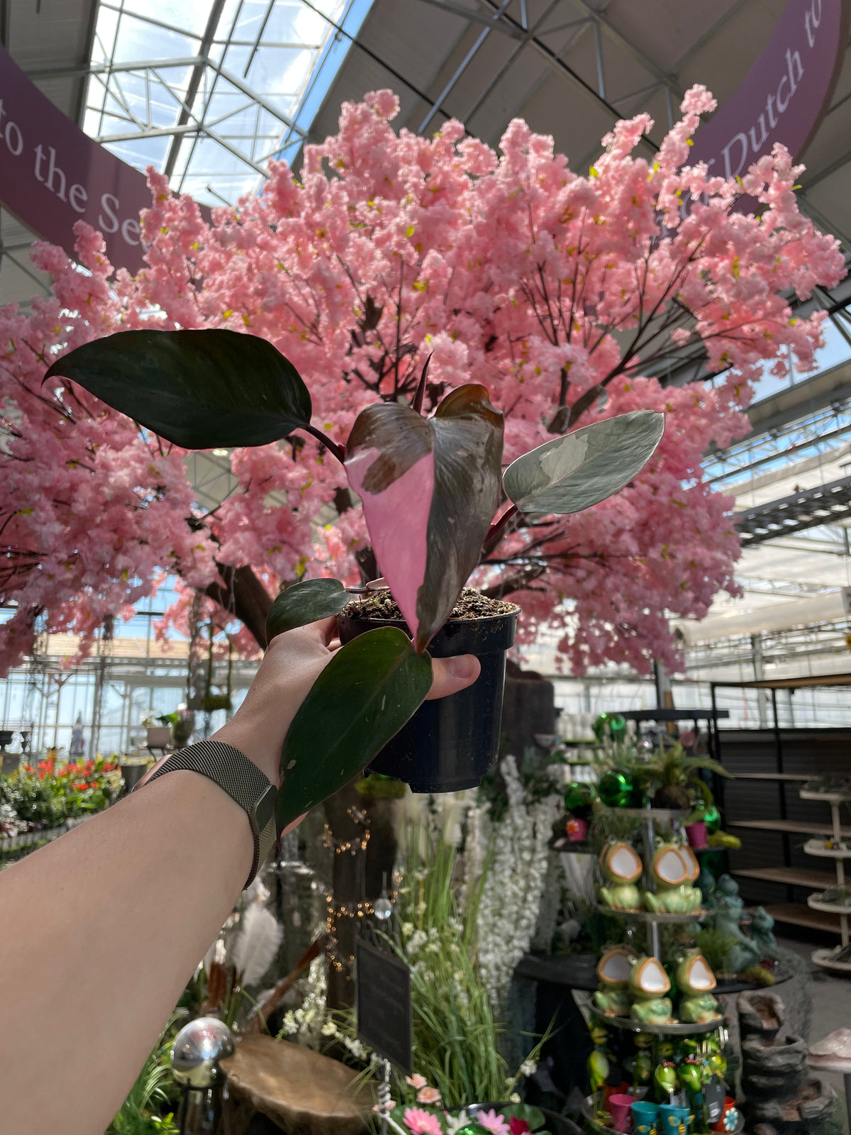 philodendron florida beauty variegata Philodendron Florida Beauty