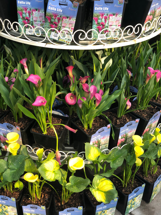 calla lily potted plant for sale Calla Lilly Potted Plant — Dutch Growers Regina