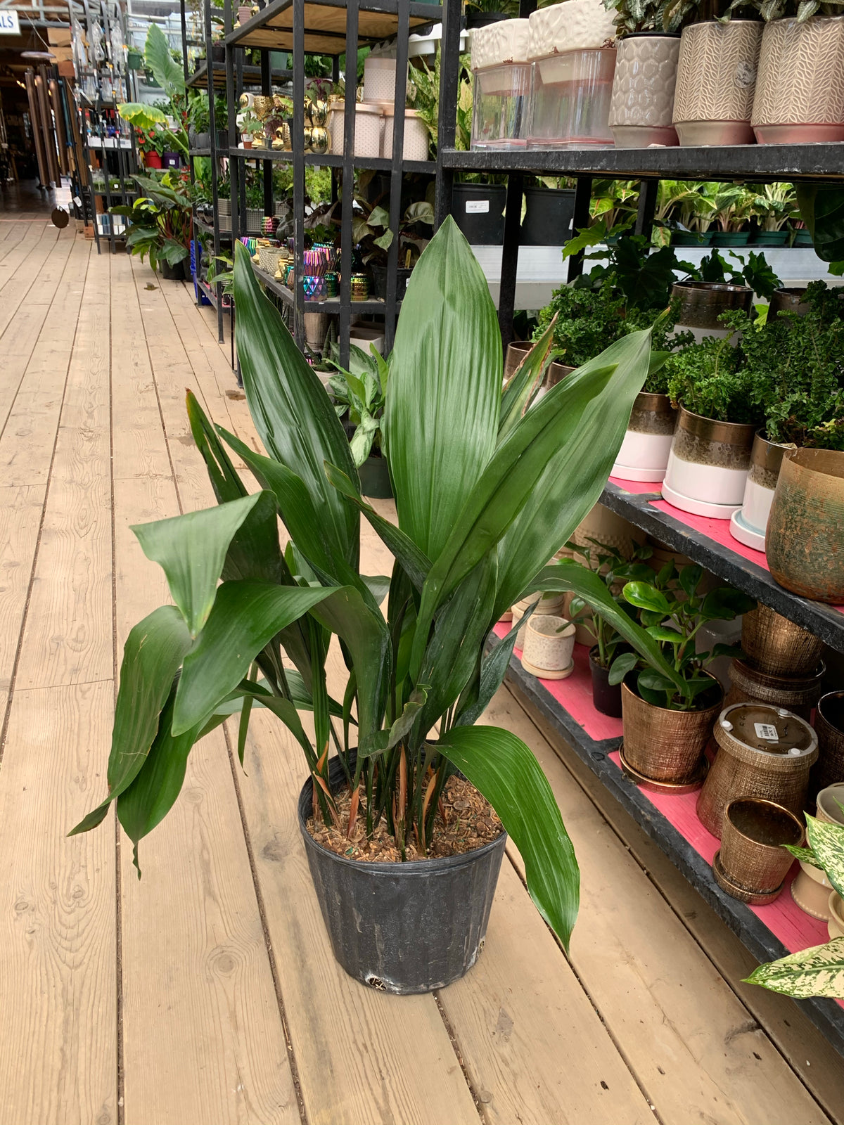 Cast Iron Plant — Dutch Growers Regina