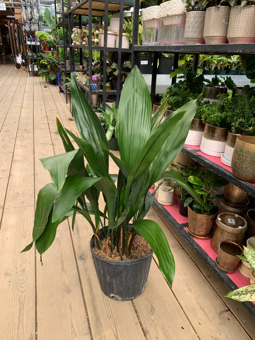 potted cast iron plant Cast Iron Plant — Dutch Growers Regina