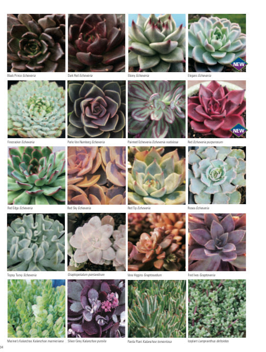 Succulent Plants - Echiveria # 22798