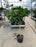 Ficus Benghalensis "Audrey"