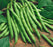 Bush lake bean plant 4”