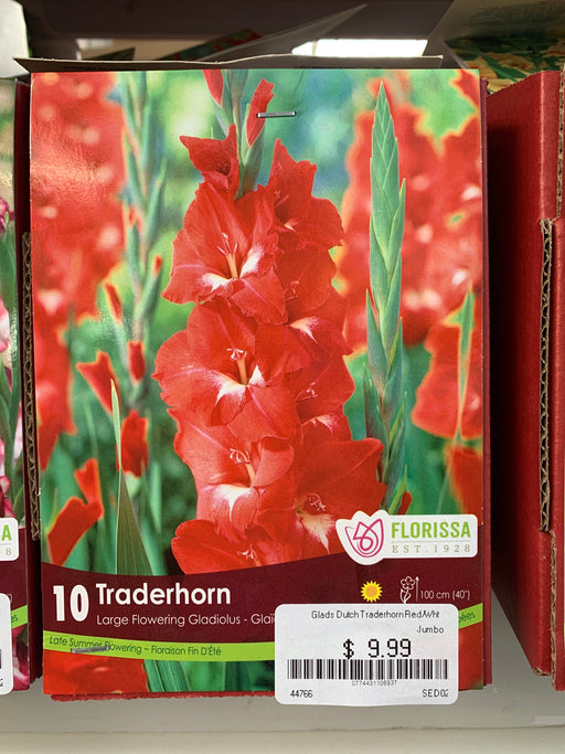 Gladiolus-Large Flowering-Traderhorn