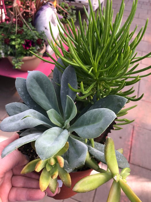 succulent mixed pot Mixed succulent pots — Dutch Growers Regina