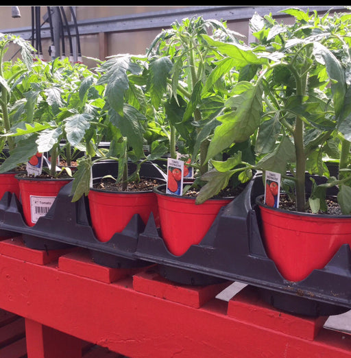 Tomato plant  mini 4 pack pot size.