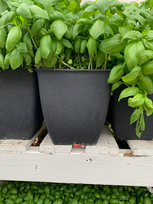 Basil Herb 4” pot Size