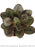 Echeveria Succulent mini 2” potted live succulent