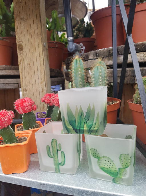Pot  square with hand painted Cacti