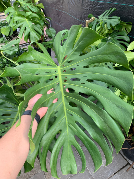 Philodendron monstera - Swiss Cheese Plant