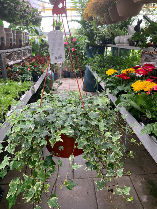 indoor ivy plants for sale Ivy plants — Dutch Growers Regina