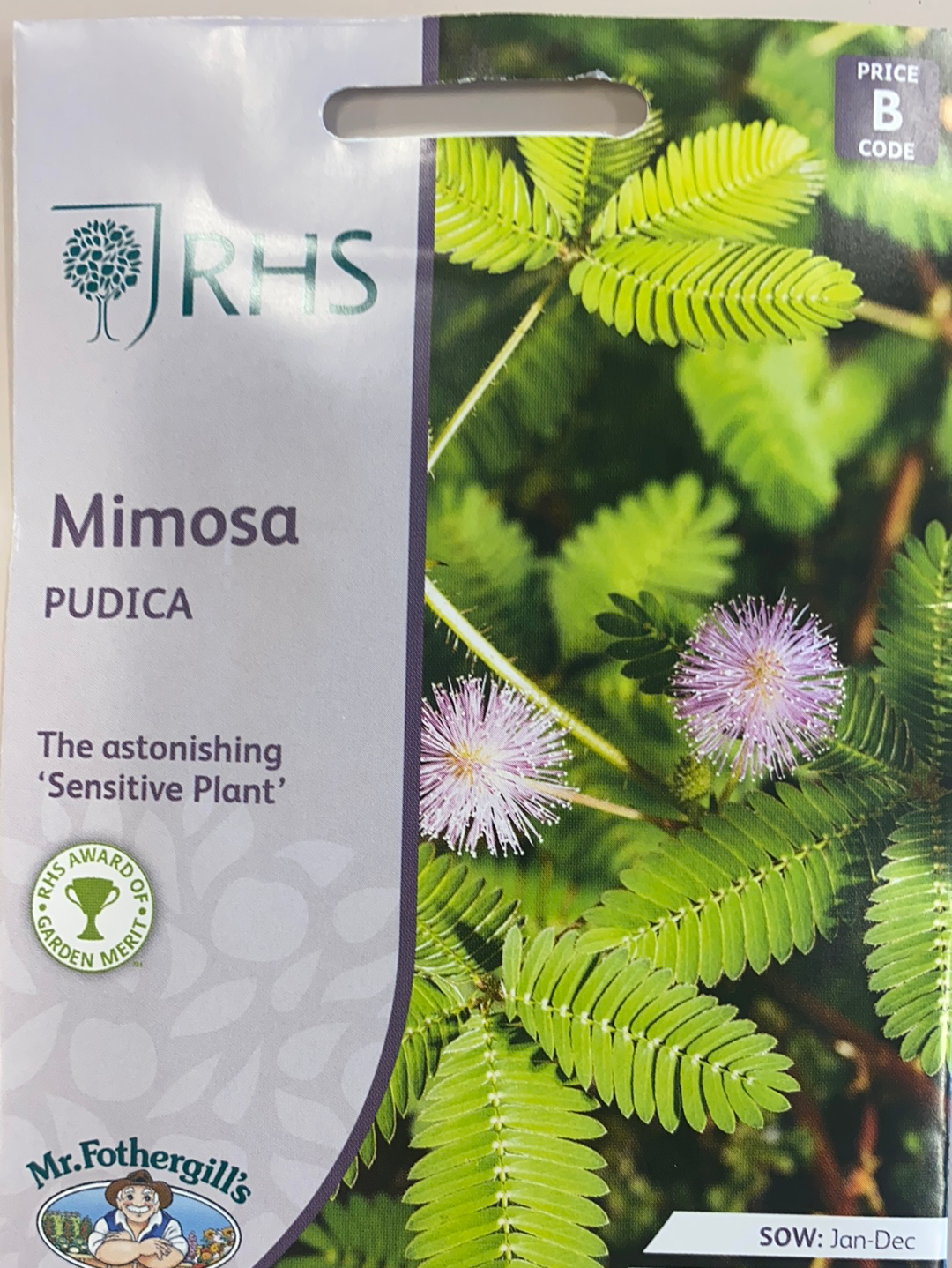 mimosa pudica sensitive plant seed 500 pcs mimosa 'pudica''