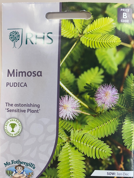 mimosa 'pudica'' - Seed Packet- Sensitive Plant