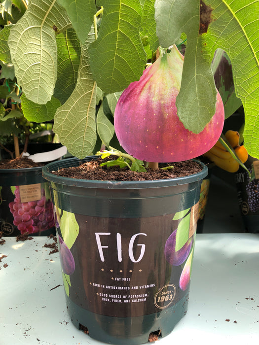 Fig Plant 1 gallon