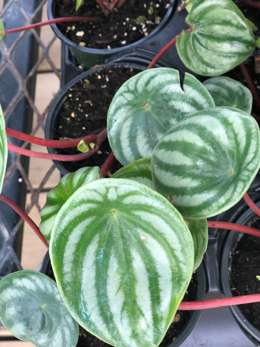 Pep Watermelon 4"