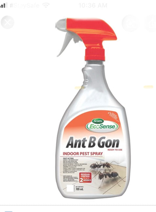 Ant B Gone