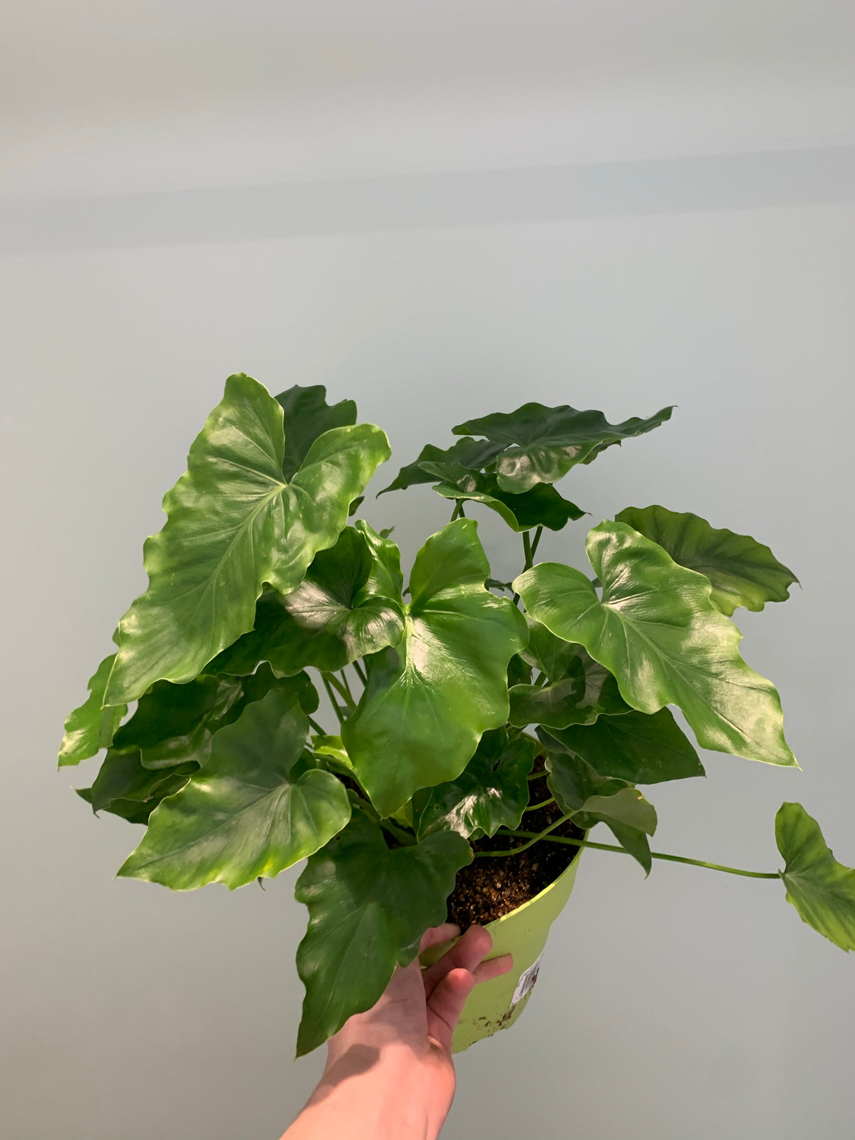 Philodendron Shangri-La  Dutch Growers Regina