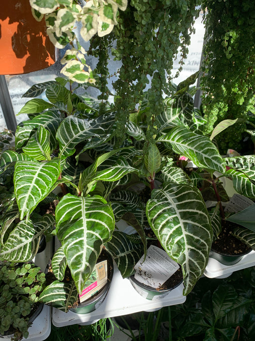Zebra Plant (Aphelandra Squarrosa)