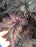 Begonias Rex