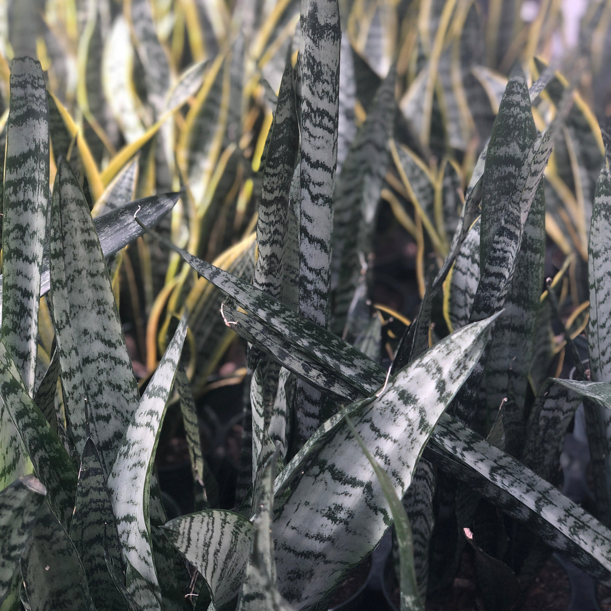 rona regina snake plants Sanseveria