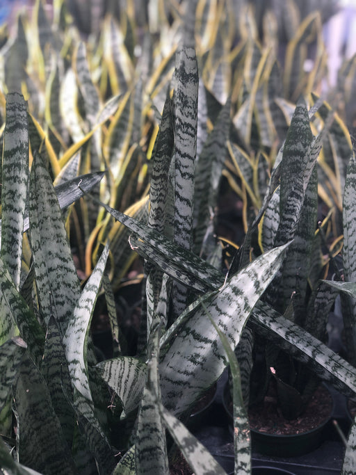 Sanseveria - Snake Plant- Zeylinica