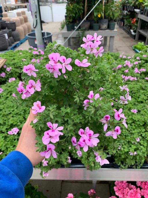 Scented Geranium/Citronella