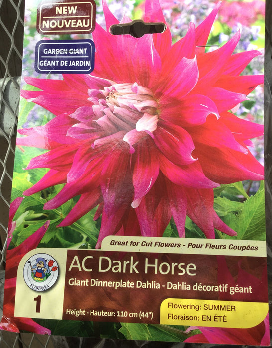 Dahlia Tuber-AC Dark Horse
