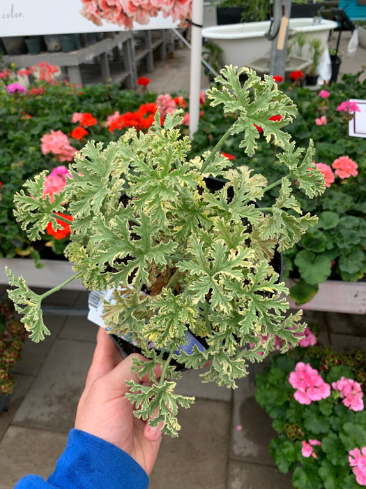 Scented Geranium/Citronella