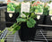 Cucamelons 11cm