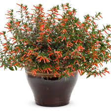 Cuphea - Vermillionaire potted plants