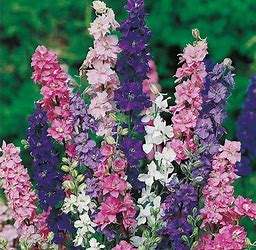 Larkspur Giant Imperial Seeds - Seed Packets